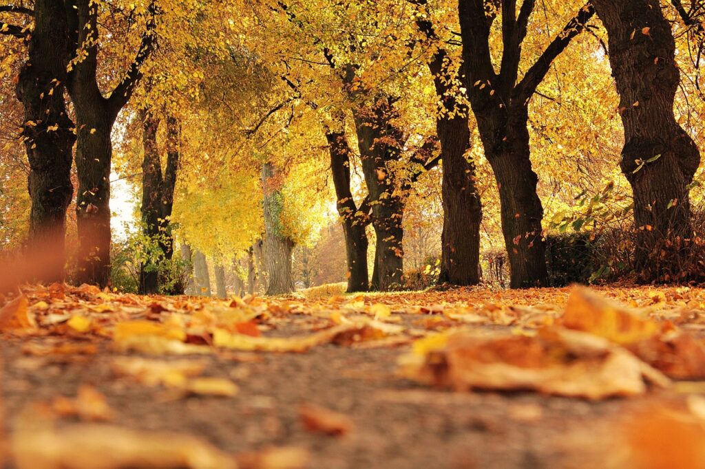 trees, avenue, fall, path, mood, outdoor, autumn leaves, leaves, foliage leaves, golden autumn, autumn color, sun, autumn colors, yellow, coloring, yellow leaves, nature, sunny, autumnal, atmospheric, to stroll, idyllic, promenade, quiet, idyll, autumn mood, fall, fall, fall, fall, fall, autumn leaves, yellow leaves, sunny, sunny